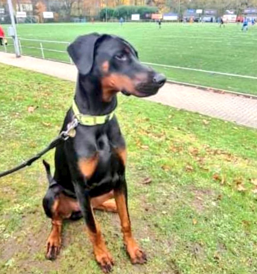 sportplatzhunde's tweet photo. #Dobermann Wilhelm (7 Mo.) hatte einen erfüllten Familiensonntag: Mit den Zweibeinern Kathi, Roman, Joschi und Jasmin ging es erst zur Spvg. #Berghofen - und weil er noch konnte gleich danach zum Hörder SC. #DOdog https://t.co/uhodnvFu9V