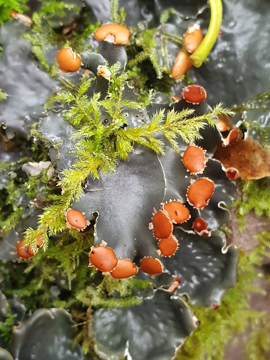 IrishRainforest's tweet photo. Peltigera horizontalis, with red apothecial (spore-producing) discs, growing on rock under oaks near Derreen, Beara.

This gorgeous lichen is an indicator of ancient woodland. https://t.co/Z6rEr2rSwk