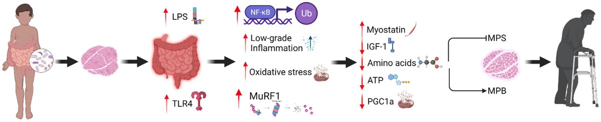 Recent research highlights the gut-muscle axis as a physiological target for combatting sarcopenia. This review updates proposed mechanisms that underpin muscle anabolic resistance via changes in gut microbiota diversity via <a href="/FrontPhysiol/">Frontiers - Physiology</a> ow.ly/5Wg730s0v3c