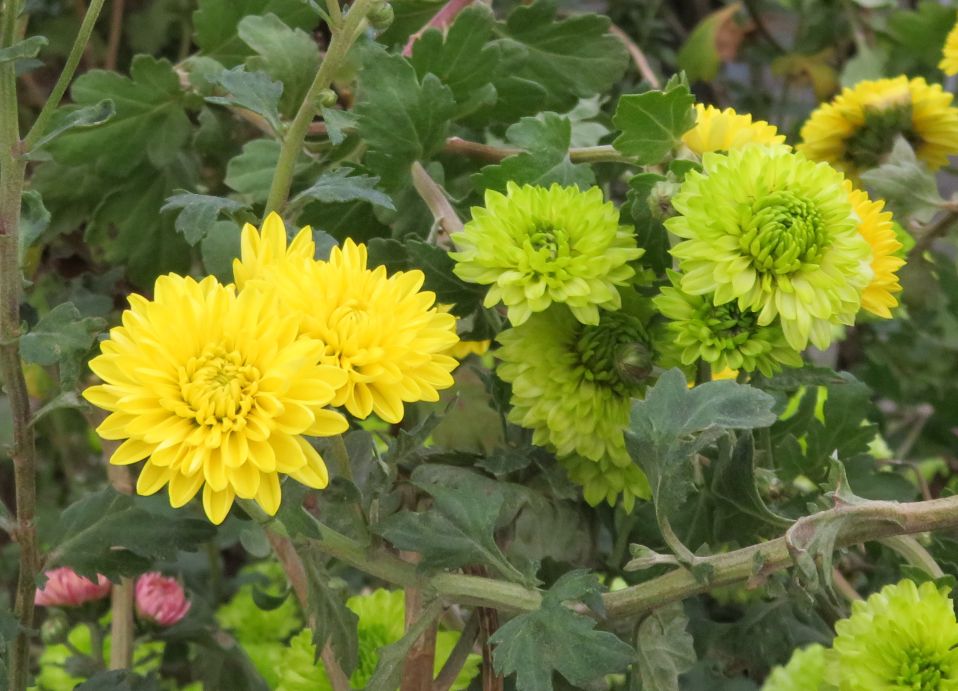 史都玲沙 夏コミ8 13東2 S51a 道端の花いろいろ 1枚目は コムラサキシキブ 2枚目はよく見る割に名前が解らなかった 知ってる方いたら教えて下さい 3 4枚目 同じ花 も名前が解らん 調べたけど 菊系多すぎ 黄色だといかにもな菊だけど その前の蛍光