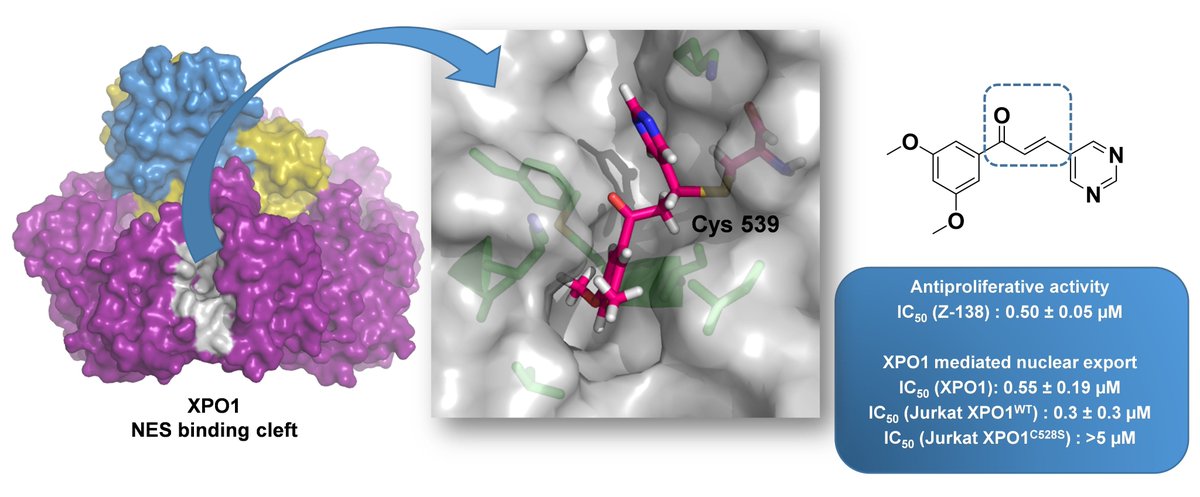Pharmaceut_MDPI's tweet photo. Do not miss out this latest published Article by Dr. Marta Gargantilla et al: Inhibition of XPO-1 Mediated Nuclear Export through the Michael-Acceptor Character of #Chalcones.
#CovDock #AnticancerActivity
📄View Full-Text Via:
https://t.co/XEiZ4OwKqy https://t.co/qO1pExWiWL