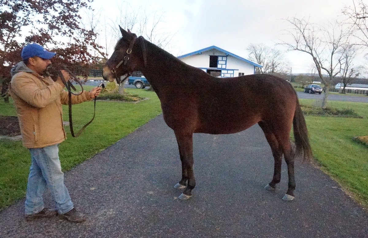 BlueChipGuru's tweet photo. 📆 Mark your calendars for Blue Chip’s Annual Reduction of Broodmares I 12 #BCF mares selling THIS Friday and Saturday, Nov. 19 & 20 on https://t.co/HfPXfTt48j ✨ #BlueChipDelivers https://t.co/ZVJiCp8mKS