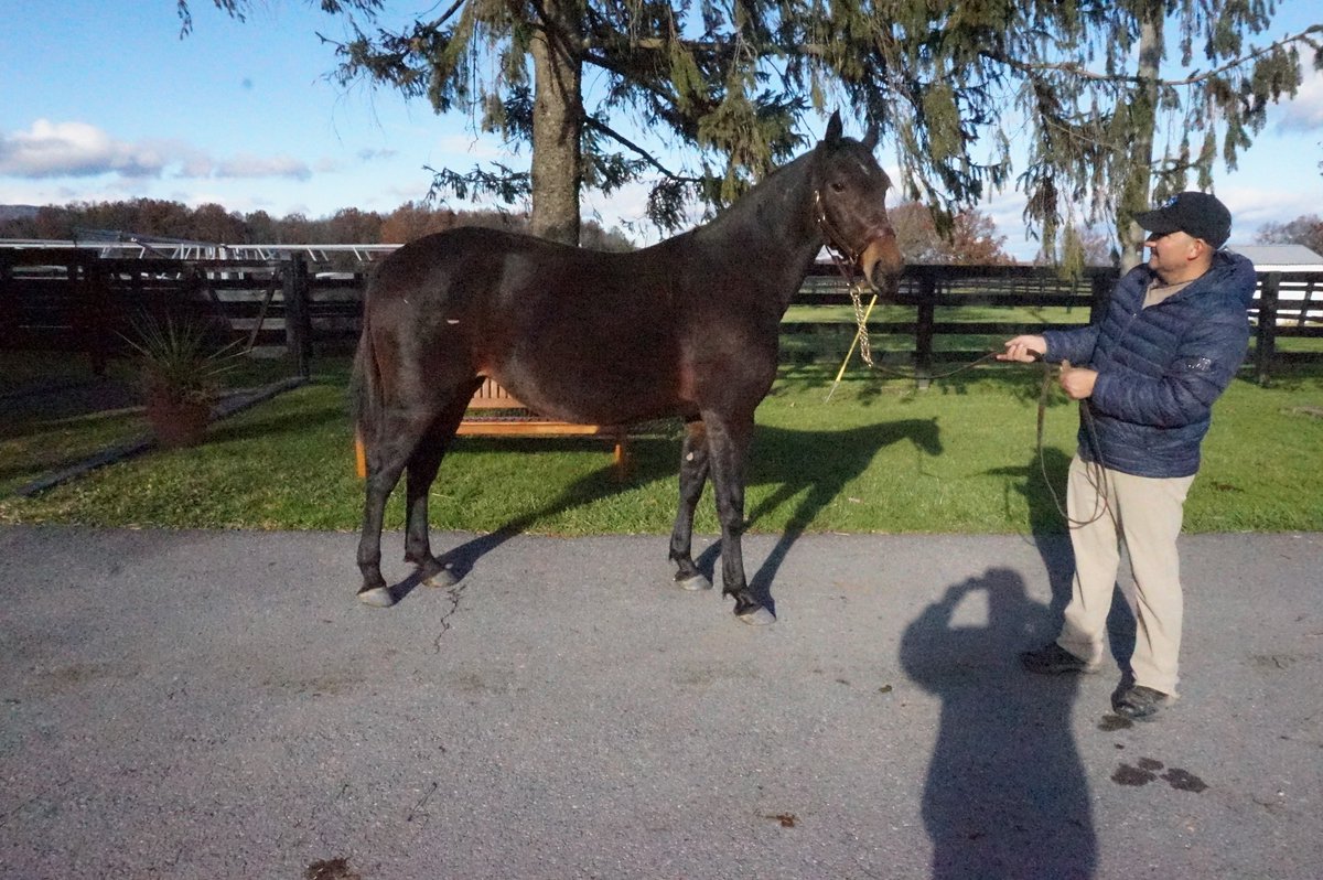BlueChipGuru's tweet photo. 📆 Mark your calendars for Blue Chip’s Annual Reduction of Broodmares I 12 #BCF mares selling THIS Friday and Saturday, Nov. 19 & 20 on https://t.co/HfPXfTt48j ✨ #BlueChipDelivers https://t.co/ZVJiCp8mKS