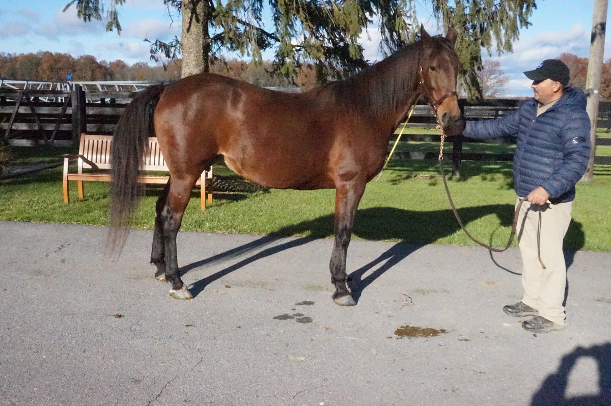 BlueChipGuru's tweet photo. 📆 Mark your calendars for Blue Chip’s Annual Reduction of Broodmares I 12 #BCF mares selling THIS Friday and Saturday, Nov. 19 & 20 on https://t.co/HfPXfTt48j ✨ #BlueChipDelivers https://t.co/ZVJiCp8mKS