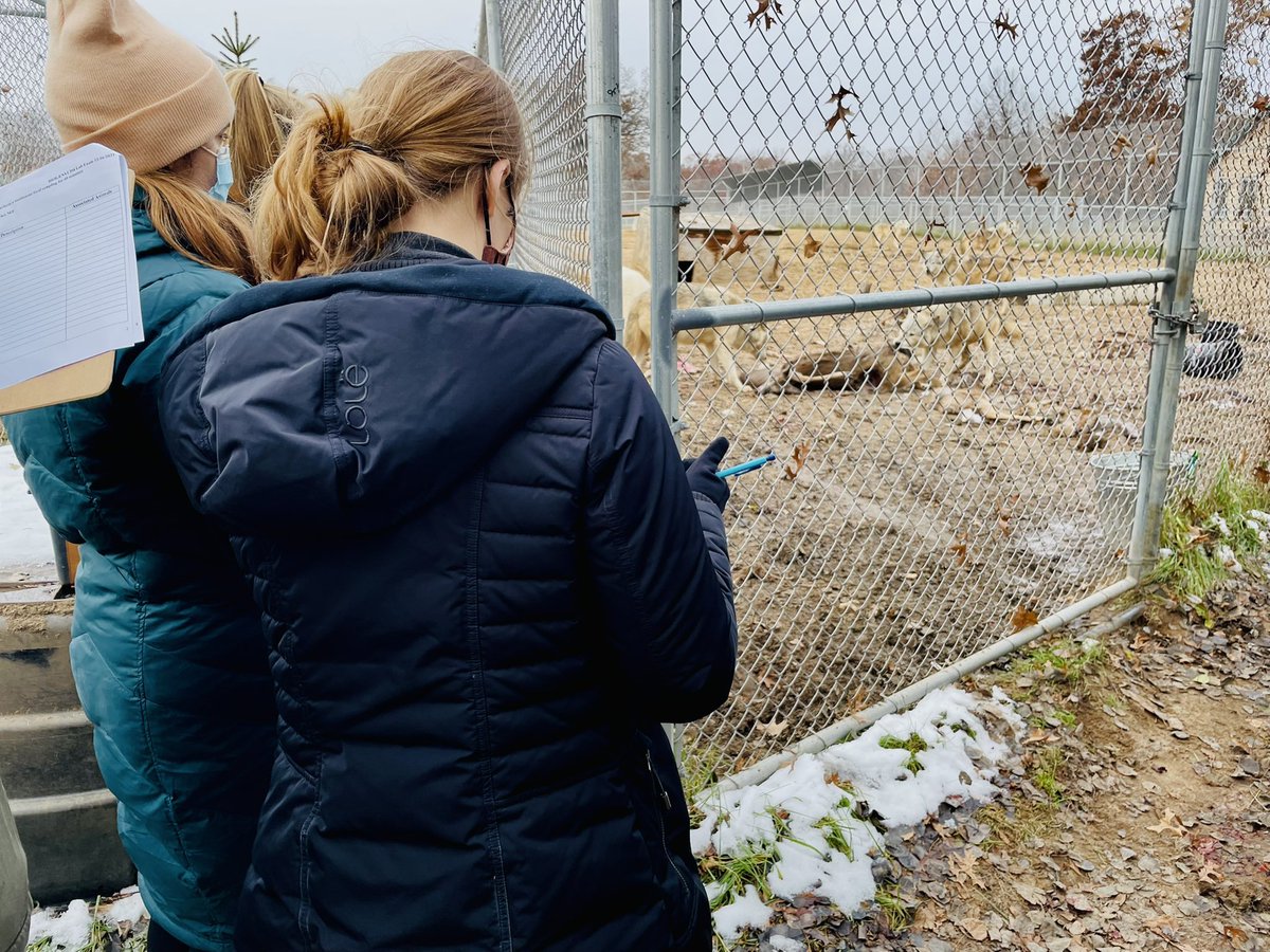 StotraChakraba2's tweet photo. #heymac As part of their ‘finals’, today my #AnimBehavClass @Macalester undertook focal and scan sampling of wolf behavior on kills @NewsFromWSC and peeked into pack hierarchy, sociality and dominance #FunExam #OutdoorLab #ManipulativeExperiments @MacEcology 🐺 📷 https://t.co/XW3H7fNXgv
