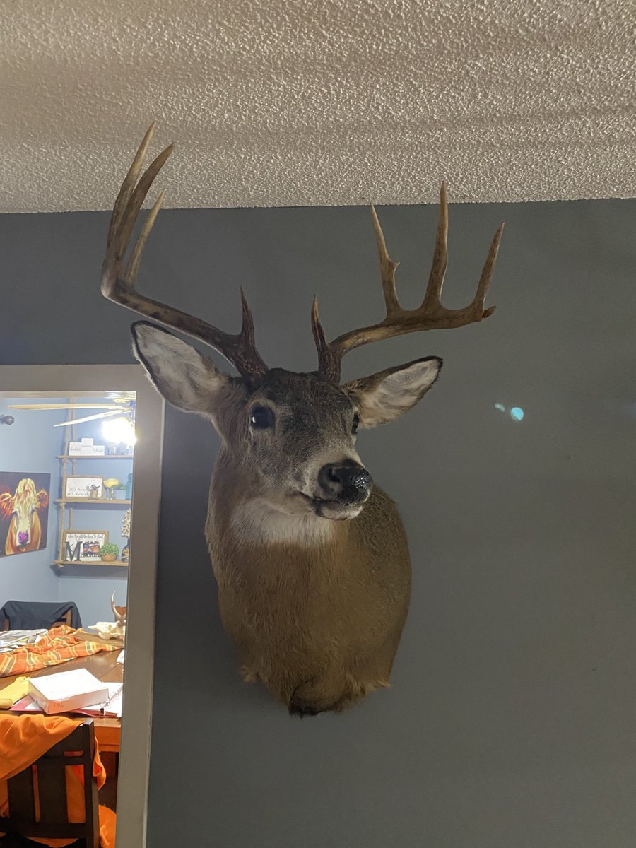 leaf308's tweet image. I finally got Yard Stick back tonight!! Big 8 from last year!! Looks GREAT!!