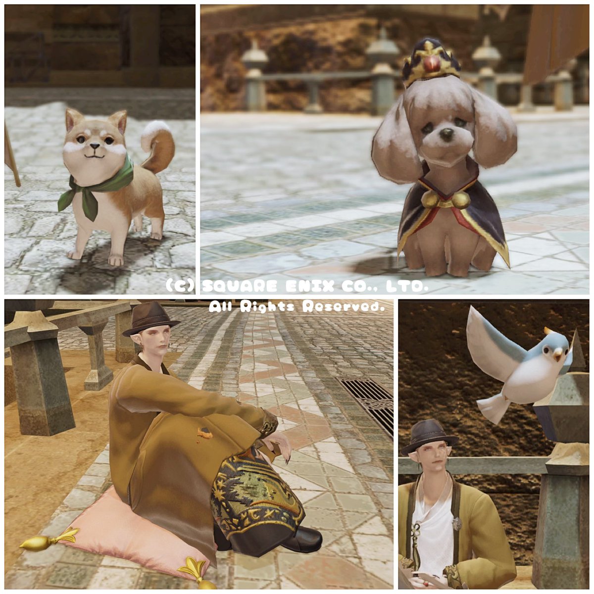 ペット 画像 最新情報まとめ みんなの評価 レビューが見れる ナウティスモーション 54ページ目 ペット 画像 最新情報まとめ みんなの評価 レビューが見れる ナウティスモーション 54ページ目