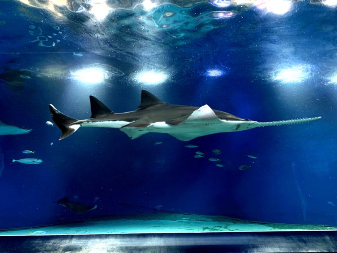 ノコギリザメのtwitterイラスト検索結果