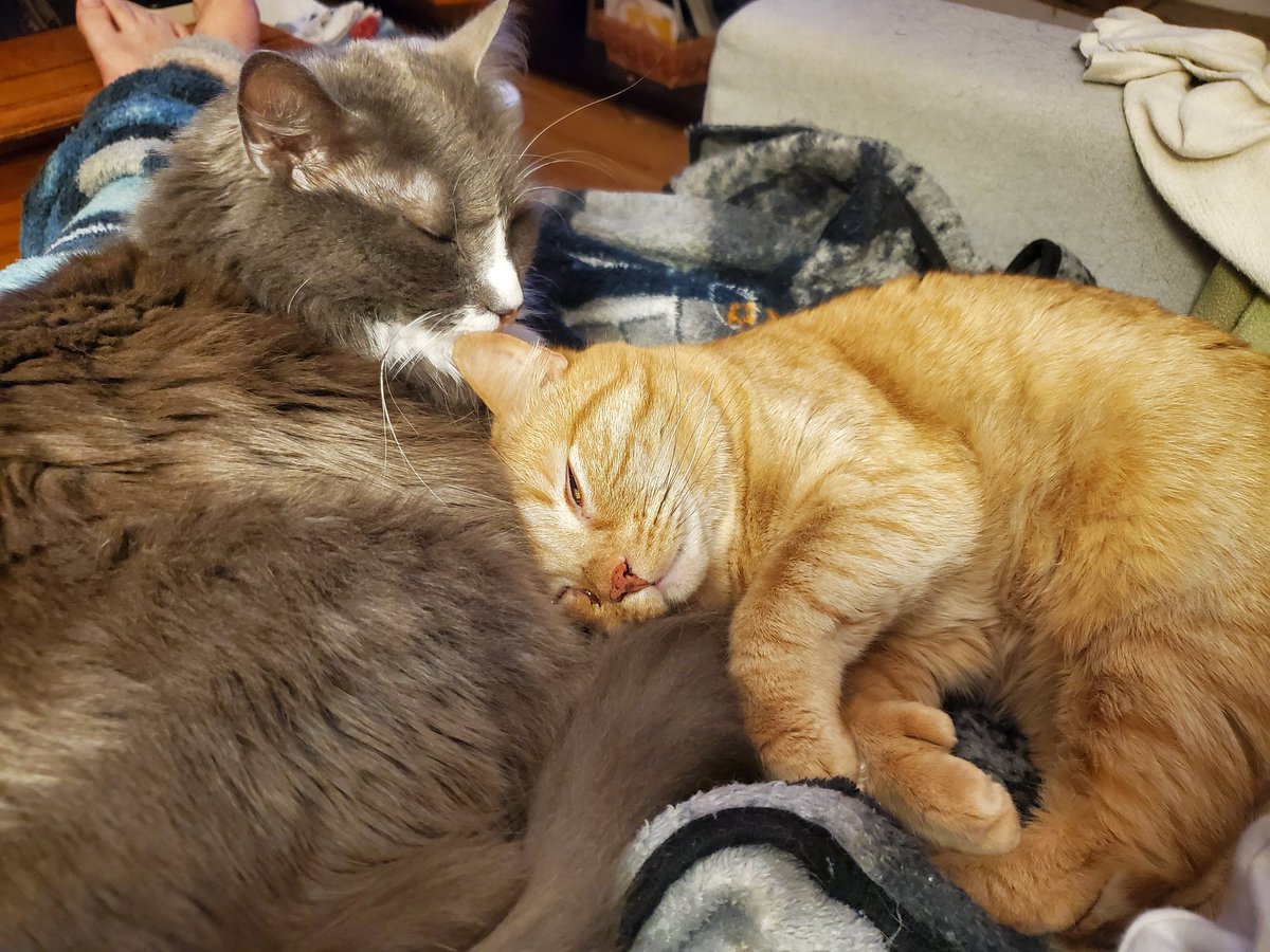 AnitaRezz's tweet photo. Gambit's favorite place to lay is on his sister. Both of them (Storm is on the left and Mystique is on the right). #CatsOnTwitter #tabbytuesday #polydactyls https://t.co/IJC3CWWa2F