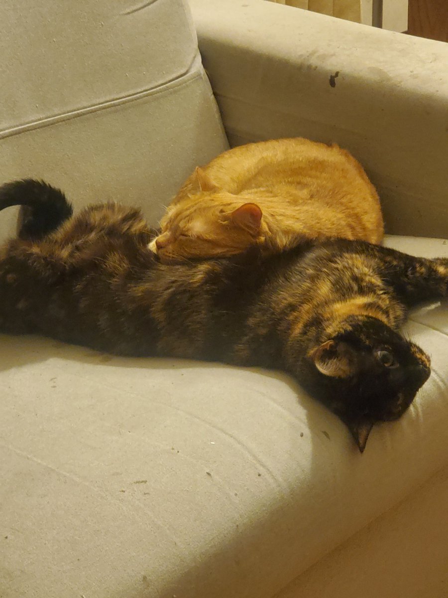 AnitaRezz's tweet photo. Gambit's favorite place to lay is on his sister. Both of them (Storm is on the left and Mystique is on the right). #CatsOnTwitter #tabbytuesday #polydactyls https://t.co/IJC3CWWa2F