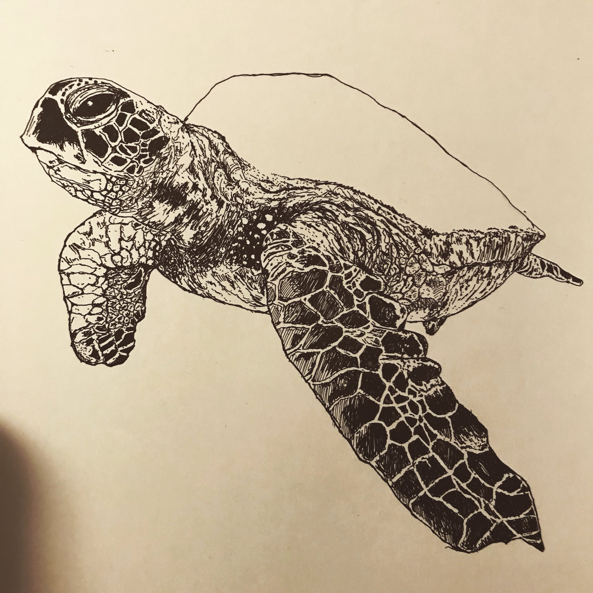 絵描き会社員フミアキーン Zigzig Cider Graphic ビール飲みながらの亀 途中経過 ペン画 ペン画 イラスト ペン画アート アナログイラスト ミリペン ミリペン画 ミリペンイラスト 亀 カメ T Co Rdzmrsoasz Twitter