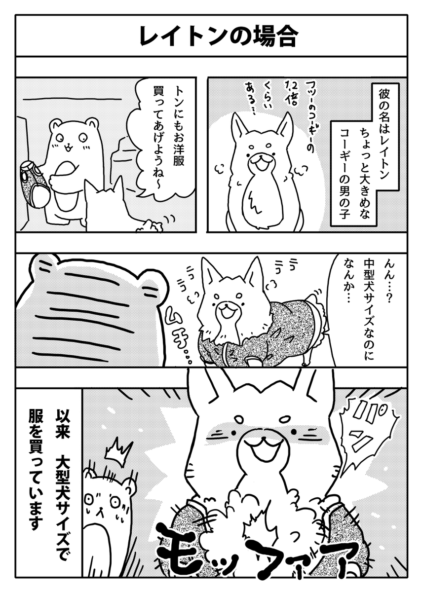 #漫画が読めるハッシュタグ #犬のいる暮らし #コーギー 規格外だった。 