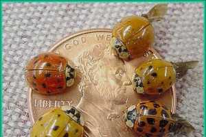 GriffinPest's tweet photo. THESE LADYBUGS ARE DRIVING ME CRAZY!

https://t.co/KqSvYyeRzq https://t.co/hTE4fv5EeK