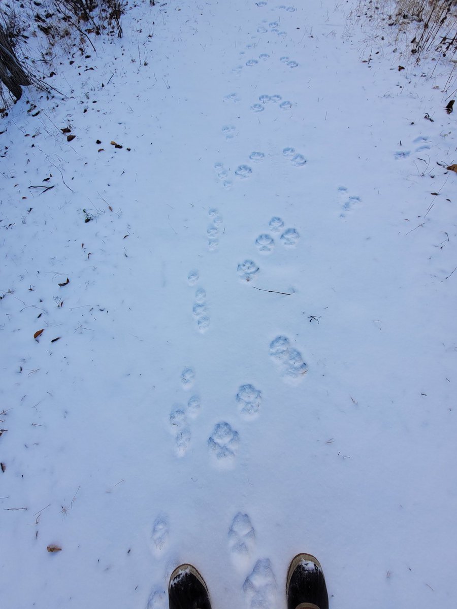 adamTford's tweet photo. First snow of the year means that the forest reveals many more secrets! 

Here is a great side by side comparison of coyote and wolf (×2) tracks. Wolf tracks were close to the size of my hand. https://t.co/hyTyGk5mZy