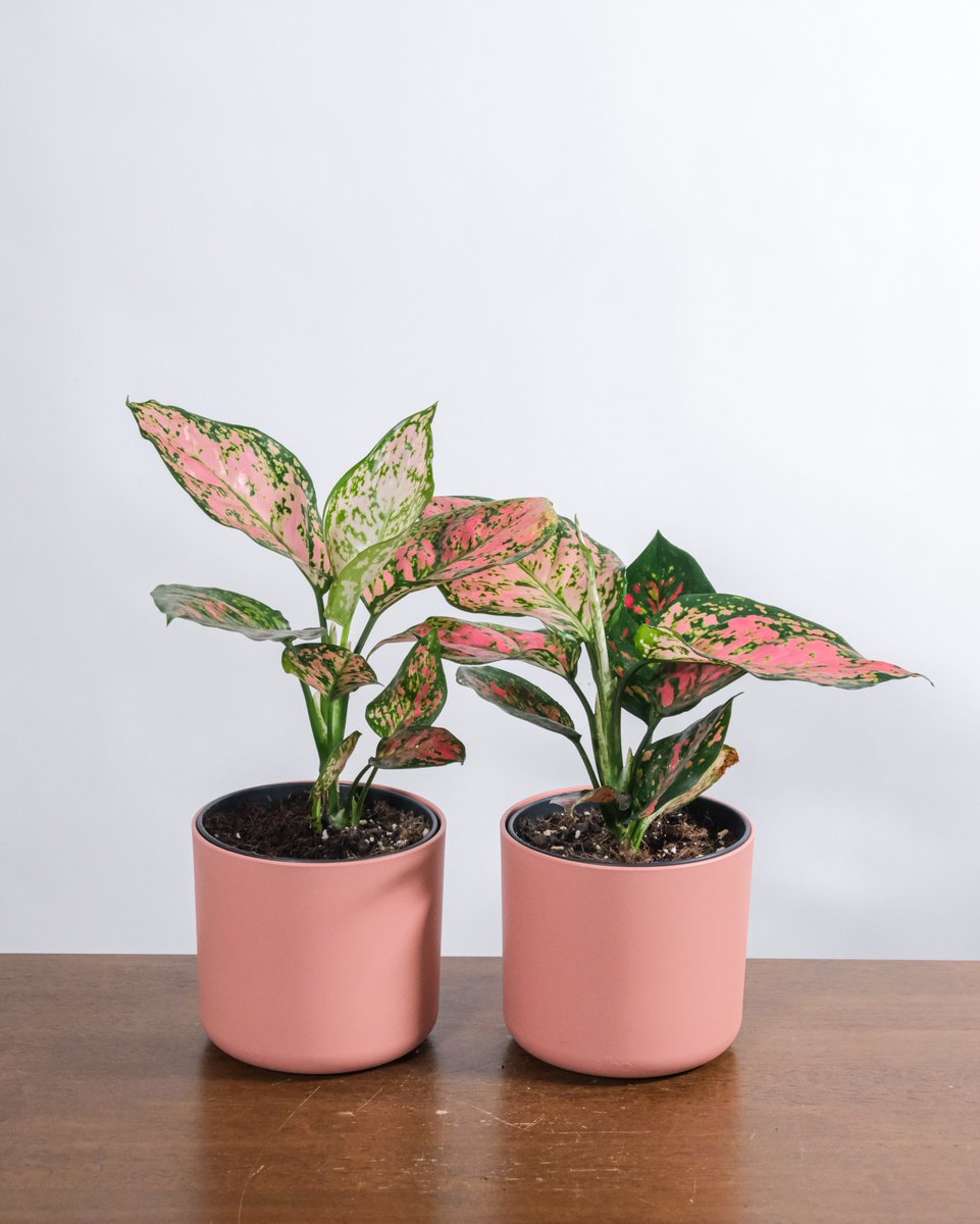cinderite's tweet photo. As you work on building that indoor oasis don't forget the Cinderite. 

Our ParaBlend is great for potter plants 🌱 and ParaLite is a direct perlite replacement – ideal for bonsai, cacti 🌵, specialty flower, and container growing 🎍. https://t.co/UDND5Zm0mD