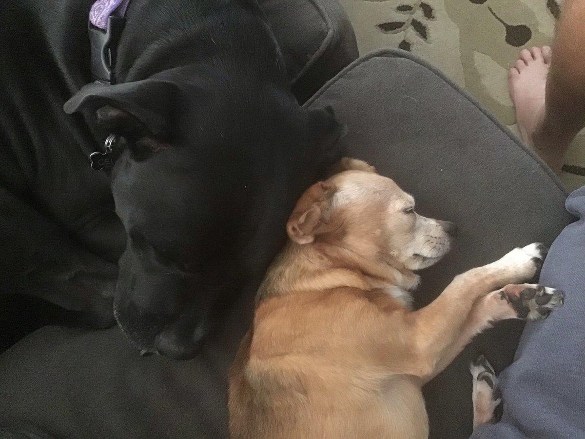 stevekursar's tweet photo. @jessdavis_dfw Celty and Taco taking their mid-morning nap. I think you can figure out which one is Taco… https://t.co/XzOlQ4QLqQ