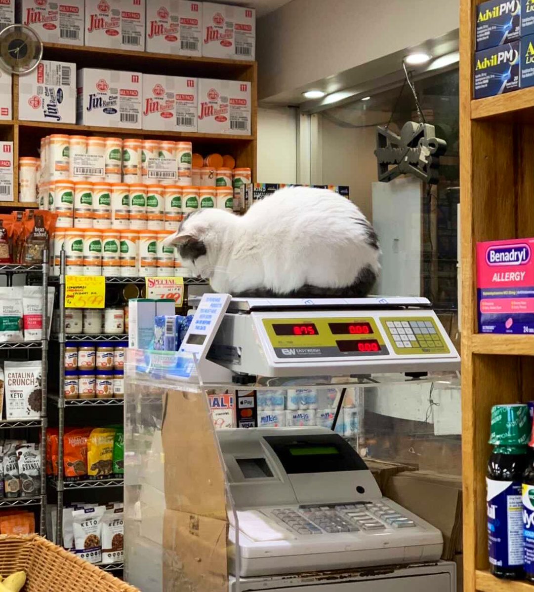 Bodegacats_'s tweet photo. https://t.co/JE4n2TpLfs
