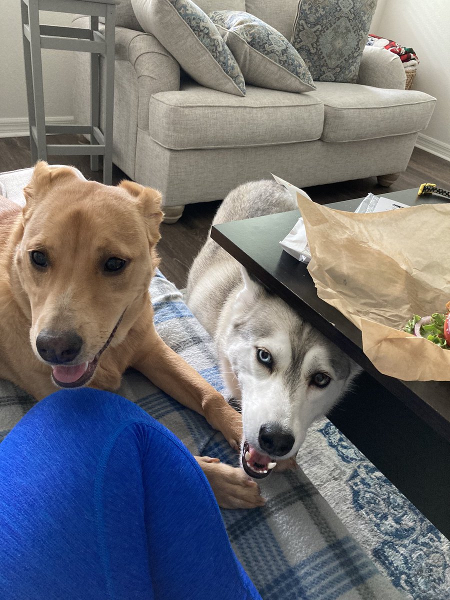 aprilkeefe's tweet photo. @DisneyFoodBlog This is Winnie (left) and Meeko! The goodest girls in the world 💗💗 https://t.co/isVRu800YX