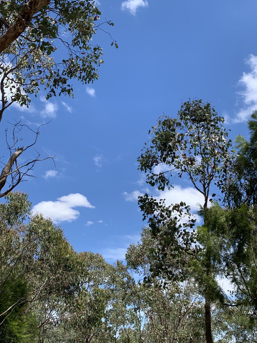 ProfSDodds's tweet photo. Wednesday
#longtimewaiting
#bluesky
#lunchtimewalk with Piper

Image:  blue sky, small clouds, treetops https://t.co/mlfVlyDI0i