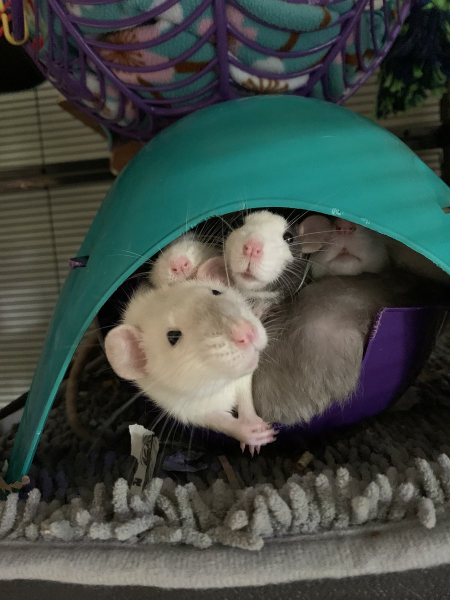 Bridgette🏳️🌈 tweet media