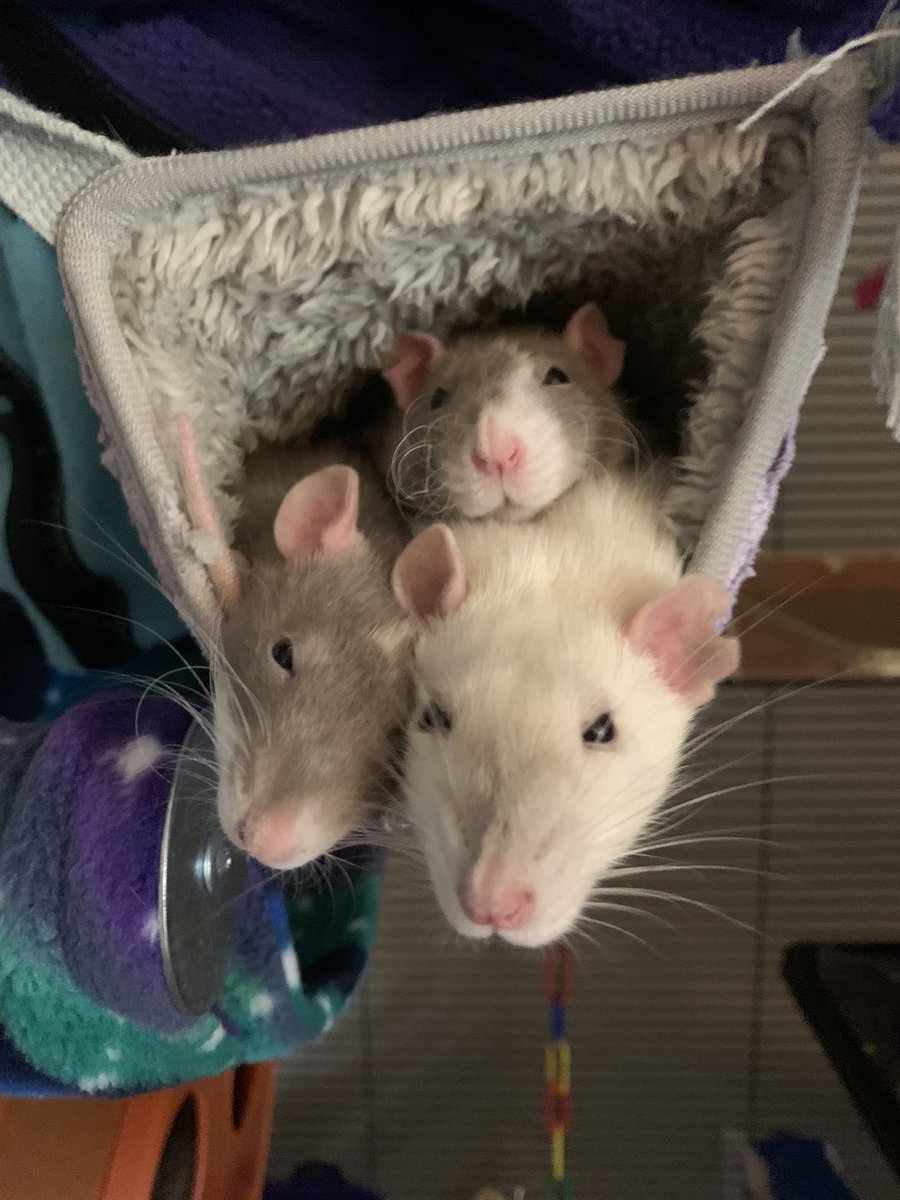 Bridgette🏳️🌈 tweet media