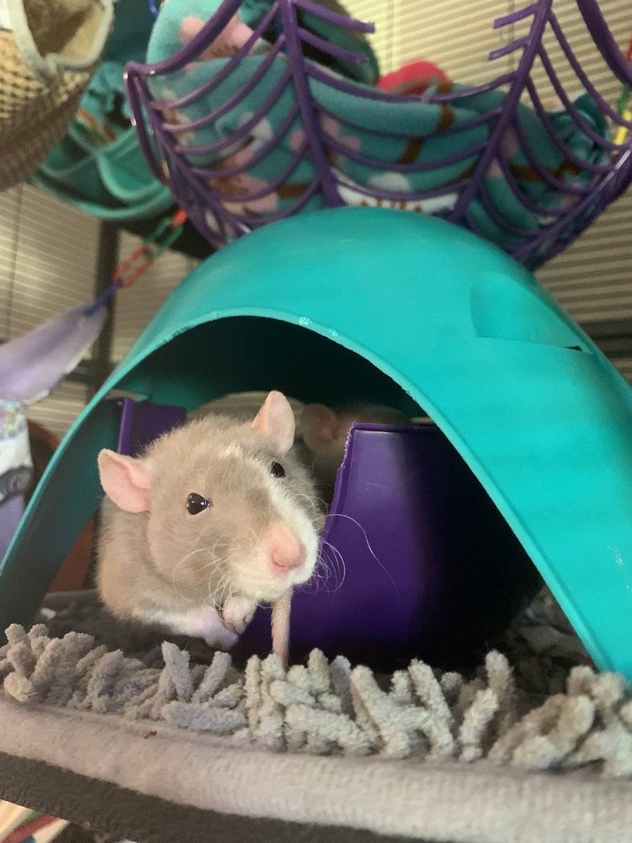 Bridgette🏳️🌈 tweet media