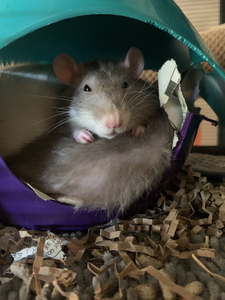 Bridgette🏳️🌈 tweet media