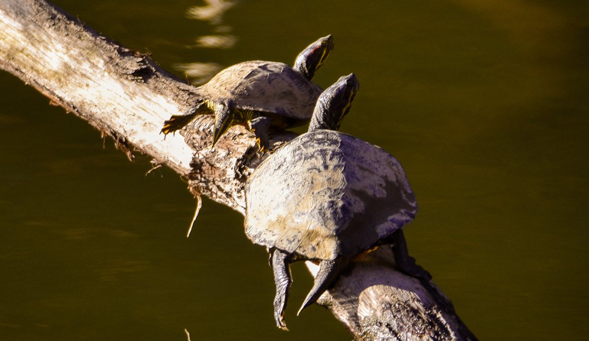 RandallMcCorquo's tweet photo. Turtle one - Did you hear that?
Turtle Two - Na...Forget about it.
#Trachemysscriptaelegans #redearedterrapin #redearedsliderturtle #redearedturtle #sliderturtle #watersliderturtle #turtlesoftwitter https://t.co/8CqFxTd2BE