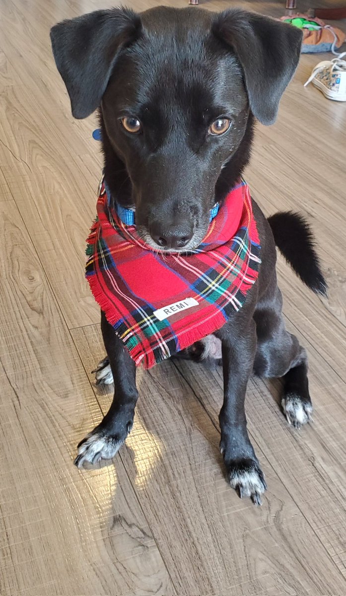 RyanMaxwell_11's tweet photo. Remi gets pretty cold outside so we've bought some clothes to keep him warm.. I swear he could be a model 😅 https://t.co/kD7JgtkDKj