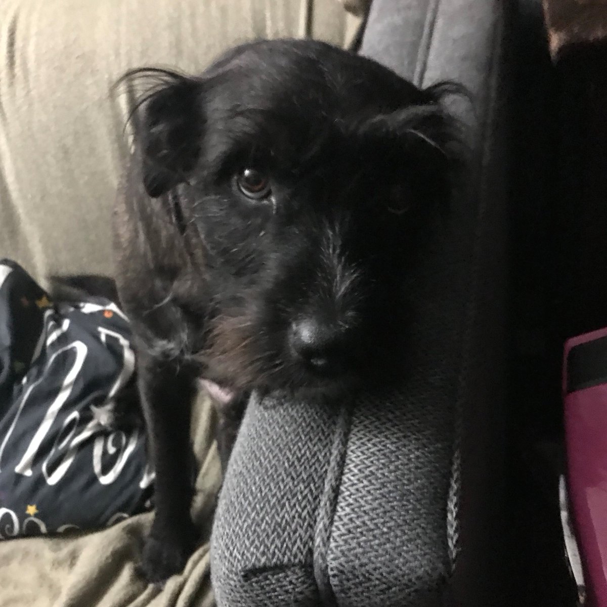 GERONursing's tweet photo. I tried training my little dog the down command using a hand signal and a piece of popcorn. He now lies down whenever I make popcorn and completely ignores the hand command. So basically he learned to lie down for popcorn. #TrainingFail https://t.co/GCLwxm0z0s