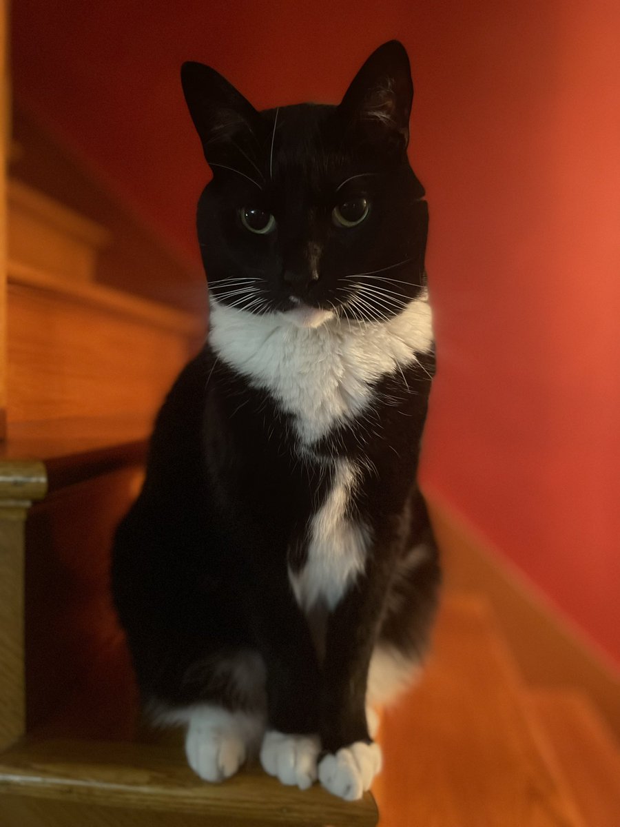 ZeekTheCat's tweet image. 😘