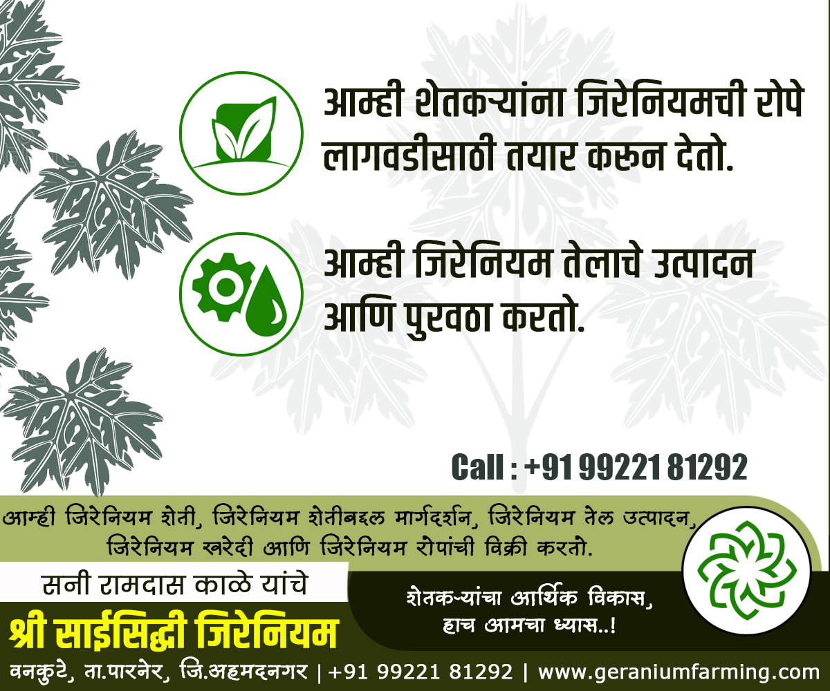 GeraniumFarming's tweet photo. श्री.साईसिद्धी जिरेनियम, वनकुटे, पारनेर, अहमदनगर.
शेतकऱ्यांचा आर्थिक विकास, हाच आमचा ध्यास..!
जिरेनियम शेती, जिरेनियम तेल उत्पादन, जिरेनियम शेती प्रशिक्षण व मार्गदर्शन, जिरेनियम खरेदी, जिरेनियम रोपांची विक्री.
#GeraniumFarming
https://t.co/XXSCNUB8rZ @ilovenagar @paddy_064 https://t.co/eiWFeT6ajH