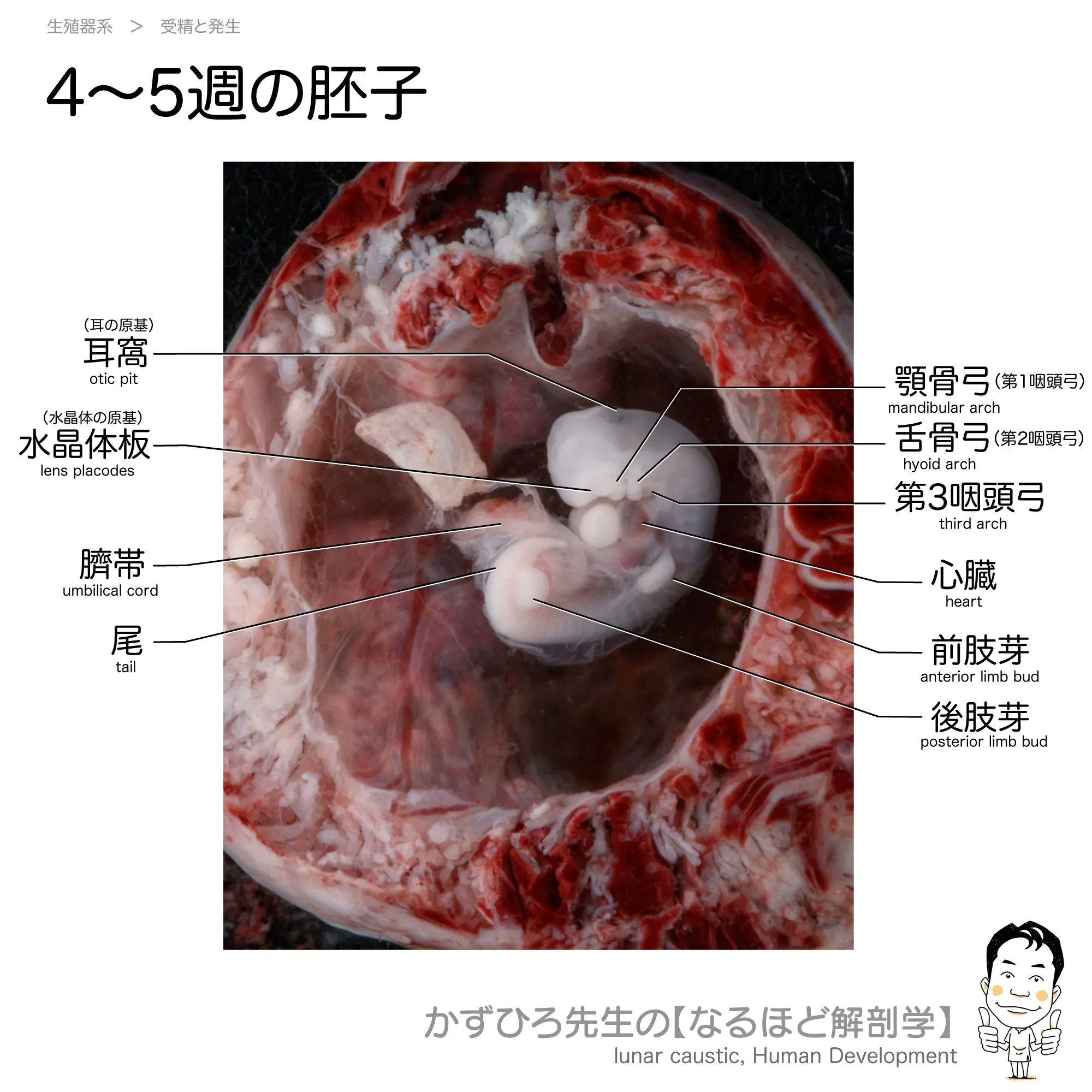 黒澤一弘（かずひろ）解剖学IT教育・指圧師・ラダック on X