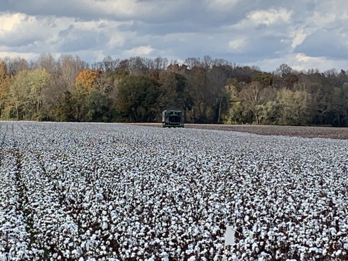 chrlstokes's tweet photo. Had a great fall day harvesting a cotton variety trial on the banks of Bear Creek in Tishomingo Co. today.  @zachyow https://t.co/76XojW13I5