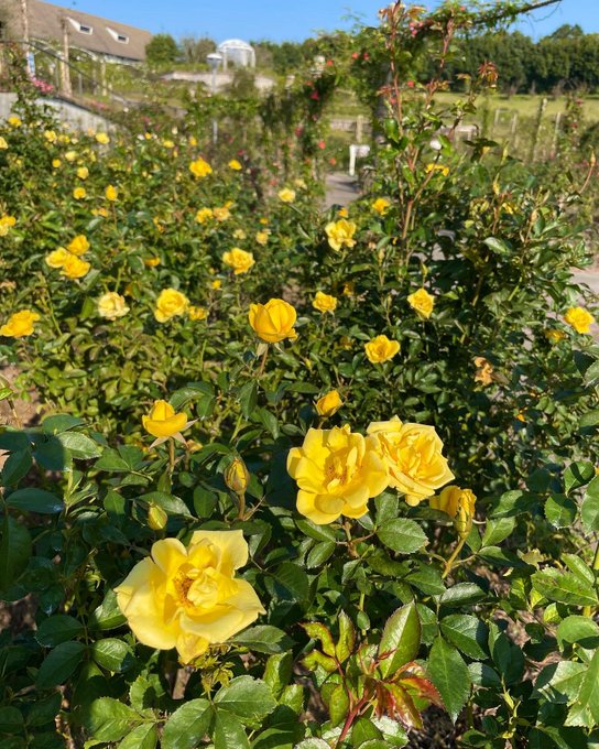 かのやばら園 のバラの見ごろやバラまつりとバラ園情報 バラ園案内 バラの見ごろと開花状況