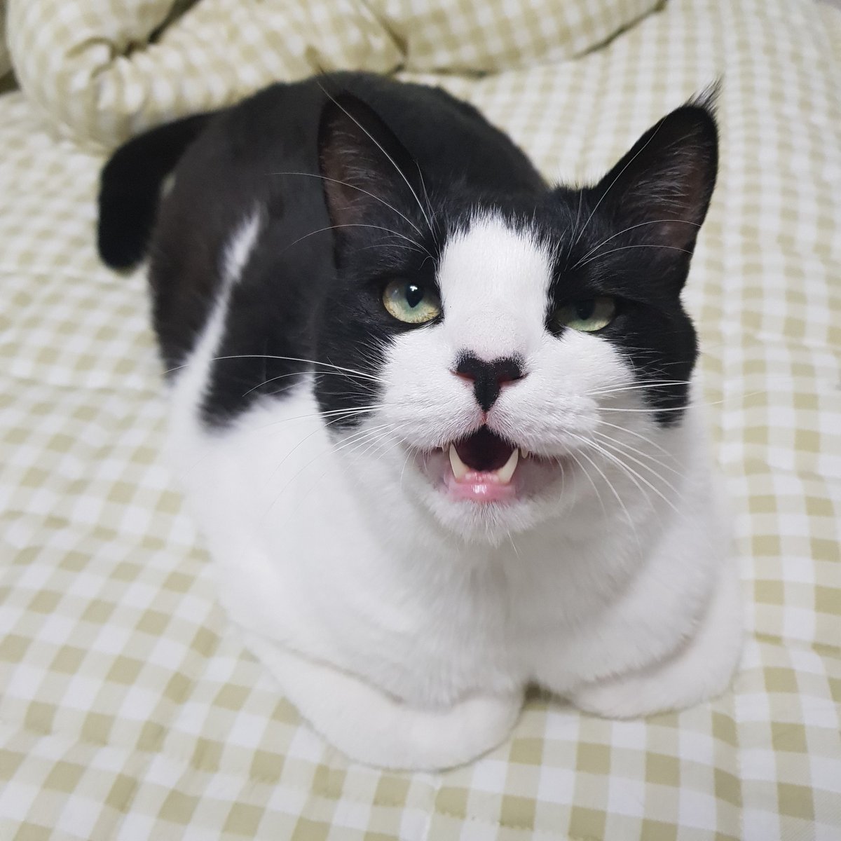 samchimom's tweet image. 겨울이 되니까 침대에서 마중해준다