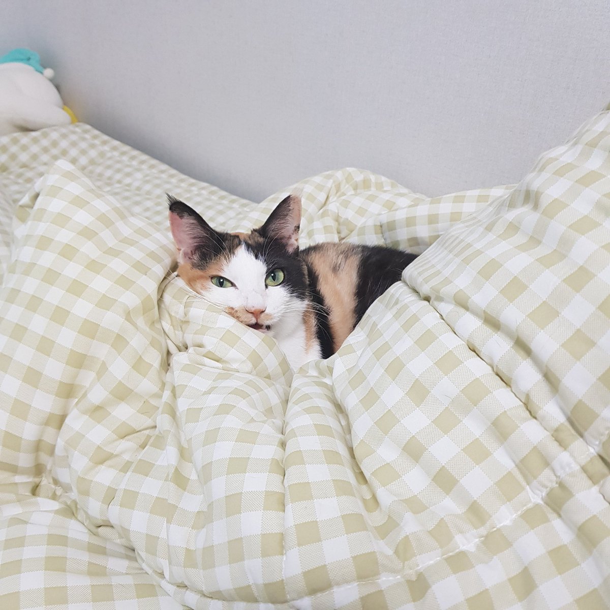 samchimom's tweet image. 겨울이 되니까 침대에서 마중해준다