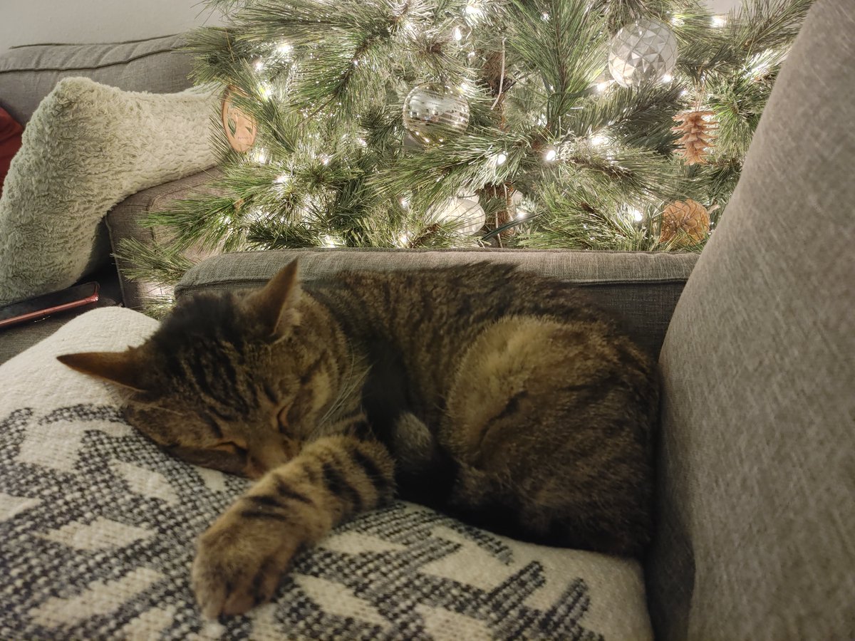Manianiac's tweet photo. @LunarJade set up Christmas decorations early, but my cats seem to be enjoying it https://t.co/Y39Hr5IVBe