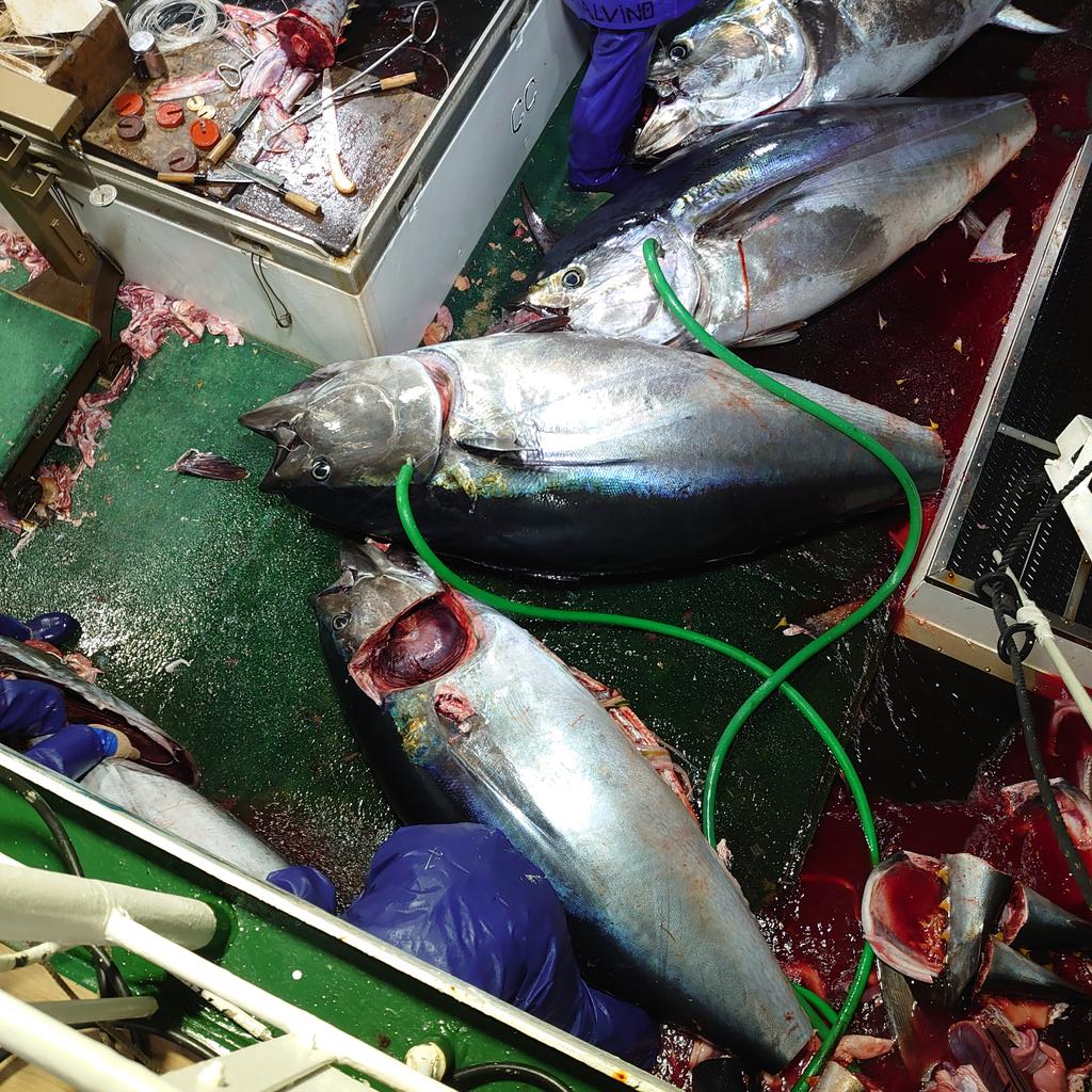 surffuki's tweet photo. 大漁を成した日

12㌧のクロマグロを22時間かけて釣り上げた。 https://t.co/Eidhaa4ta4