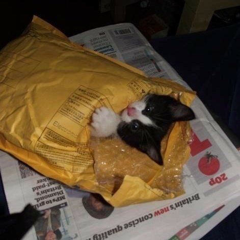 Stop_Trump20's tweet photo. Crazy cat lady starter kit just arrived https://t.co/CxGTo0fS0X