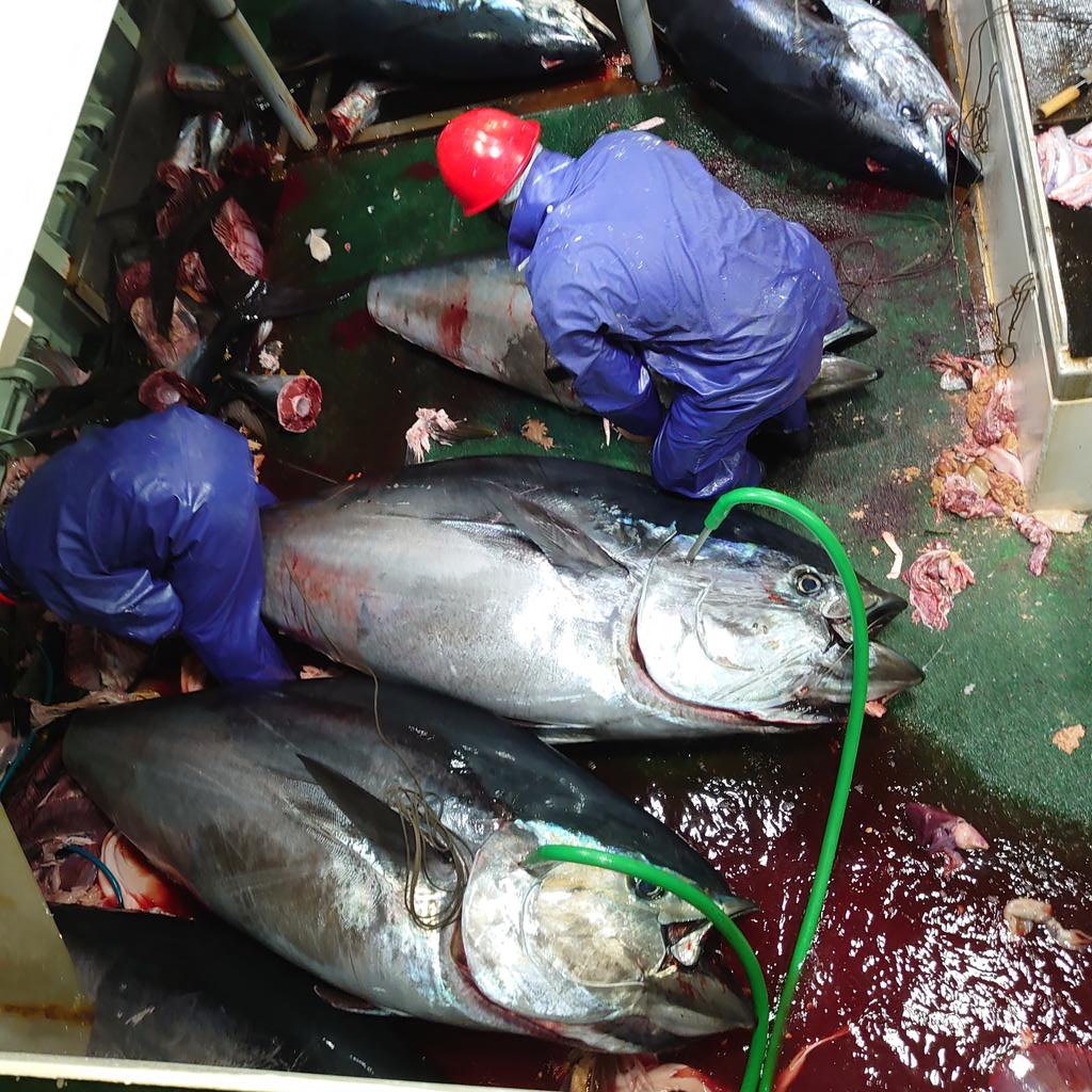 surffuki's tweet photo. 大漁を成した日

12㌧のクロマグロを22時間かけて釣り上げた。 https://t.co/Eidhaa4ta4