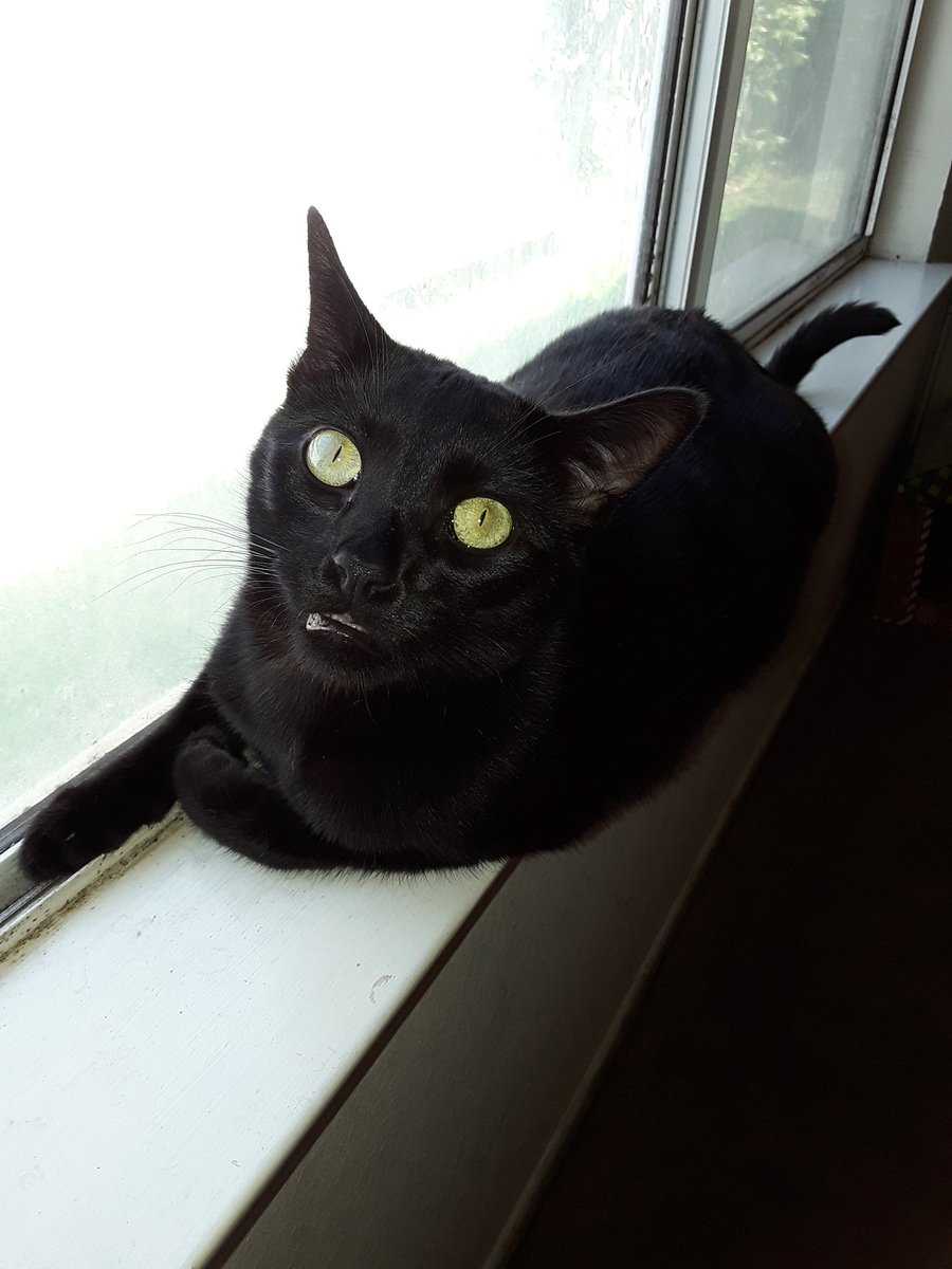 KJanewicz's tweet photo. @KevinHearne Greetings from our house panther to yours. https://t.co/pKkQVCiHGP