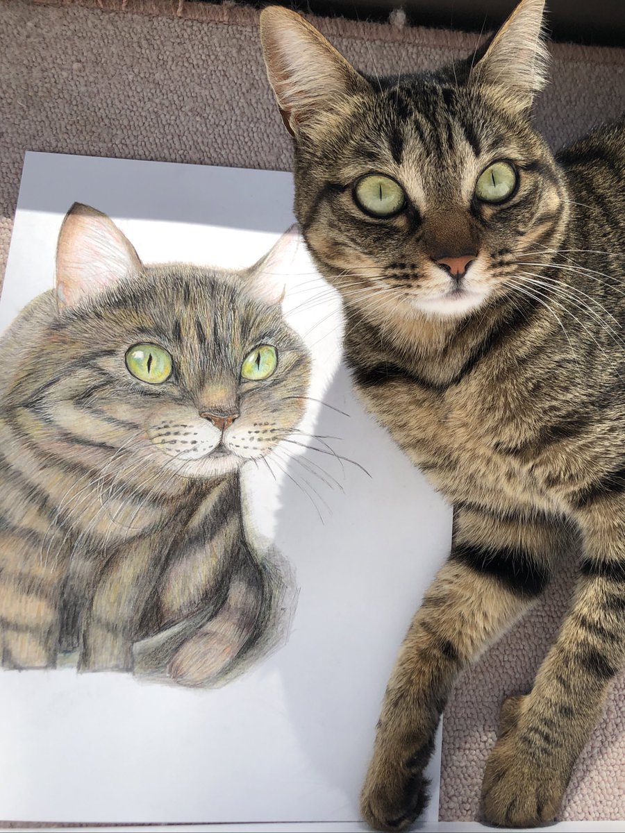 Twoucan キジトラ の注目ツイート イラスト マンガ コスプレ モデル