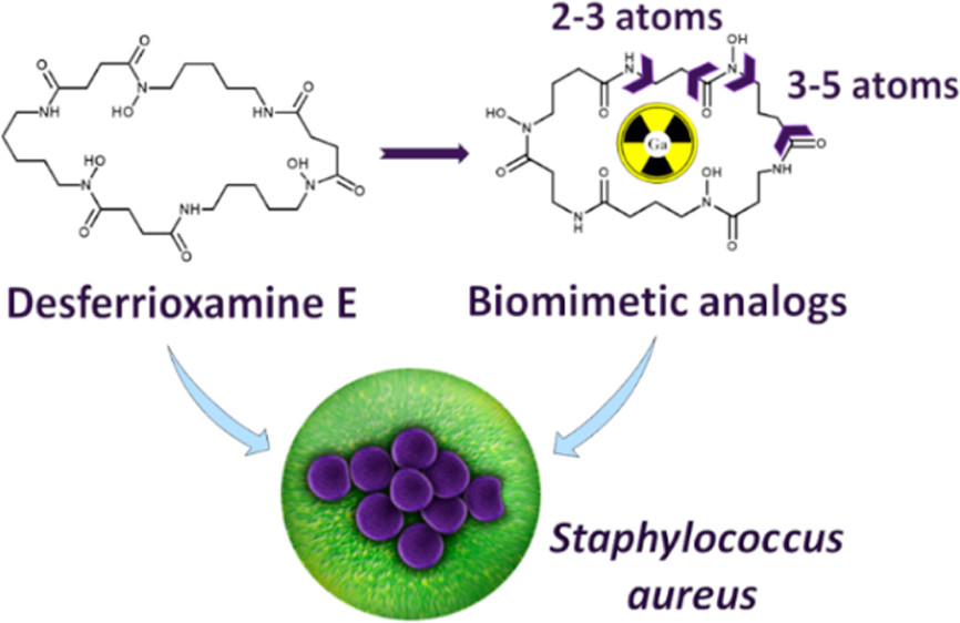 bhkenlo's tweet photo. Cyclic Analogs of Desferrioxamine E Siderophore for 68Ga Nuclear Imaging: Coordination Chemistry and Biological Activity in Staphylococcus aureus https://t.co/STXIs7nLmN @EKontecka & co-workers @InorgChem #gallium #siderophore #PET #FOXE #cyclic #chelator #InfectionImaging
⚾️🧤📸 https://t.co/NgurY5zHqr