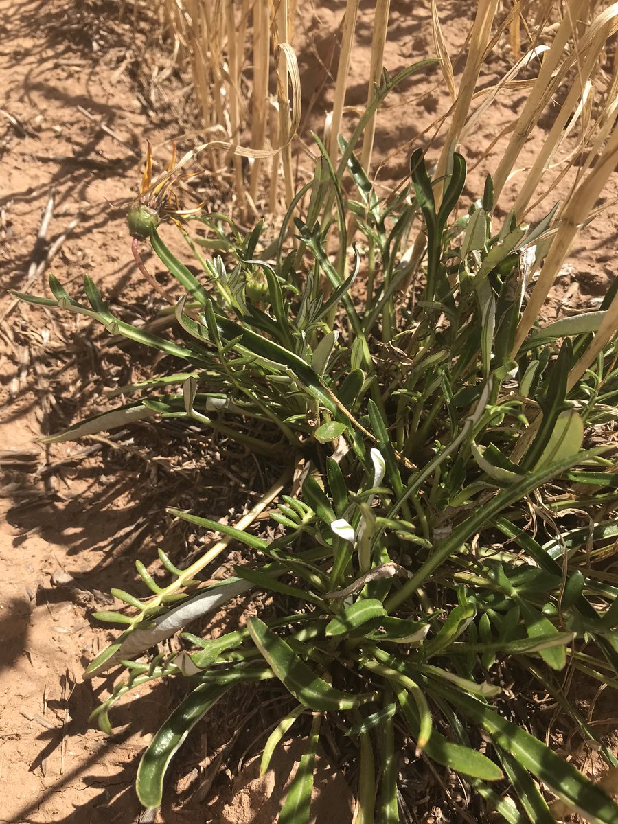 Cherylynn Dreckow tweet media