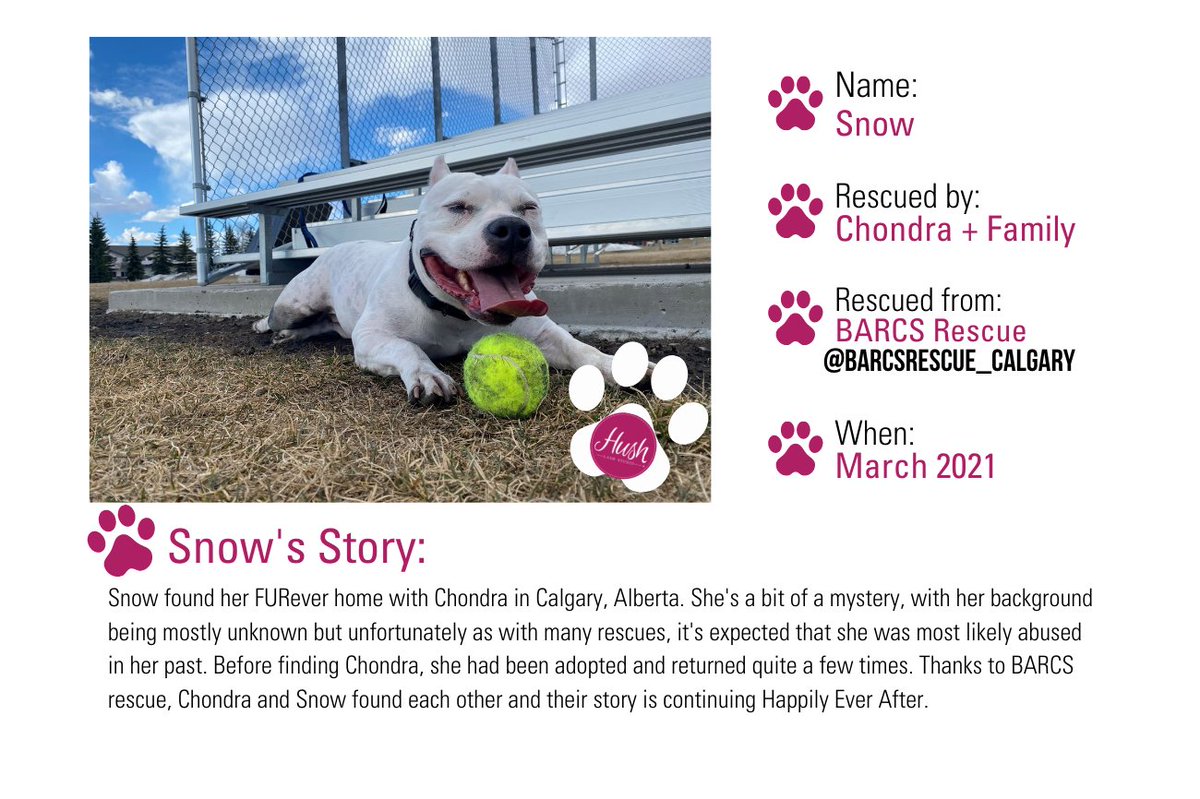 HushLashStudio's tweet photo. We’re halfway through our Hush For Paws fundraiser and we want to share some amazing stories from Fabutan &amp; Hush Lash Studio staff. 🥰 Meet Snow and check out her story of finding her FURever home in Calgary, AB. 🐶💕 https://t.co/1qqIsUchY2
