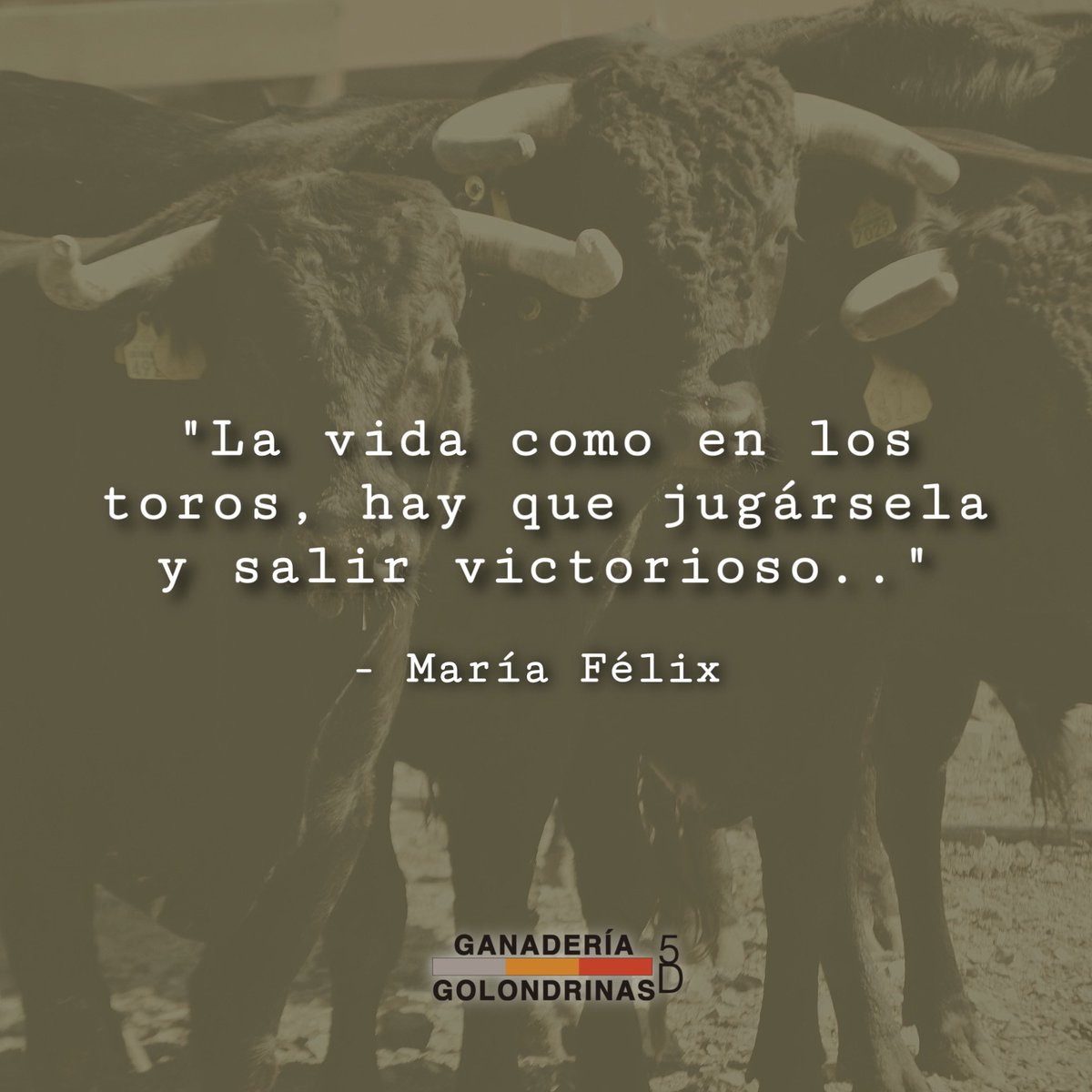 GanGolondrinas's tweet photo. Frase del día de hoy.. 📝🐂
.
#GanaderíaGlondrinas #CampoBravo #Olé #Taurinos #TauromaquiaMexicana #ToroSi #ToroDeLidia #Bravura #RepúblicaTaurina #FrasesTaurinas #Tauromaquia https://t.co/Ai3NmjpFbd