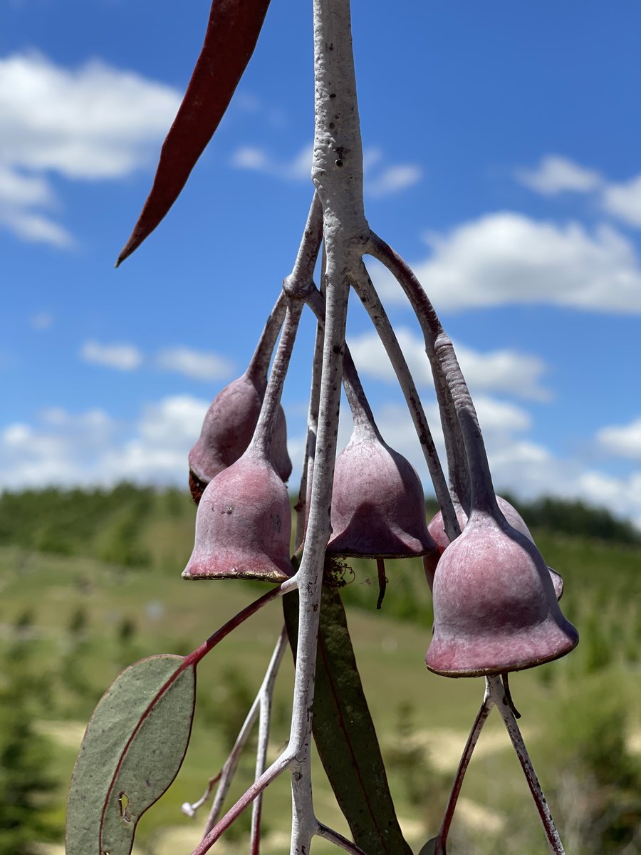 mariehjohnson's tweet photo. #CardiacMan & I knocked off another 19km today on our @IndigMaraProjct #IMFVirtualRun
At @NatArboretum #Canberra - check out those gorgeous gum nut flowers
During Nov, our challenge is to clock up 100km each
👉GUESS WHAT? We are at 90km - might need to DOUBLE the challenge https://t.co/ciaJ4Fn9PH