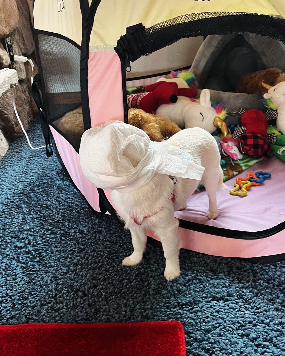 Jahnnalee's tweet photo. Somehow Starleena took off her lady diaper and put it on her head… she’s protesting for more fashionable panties 😂 #dogsoftwitter #funnydog #diapers https://t.co/vH8sp37dfJ