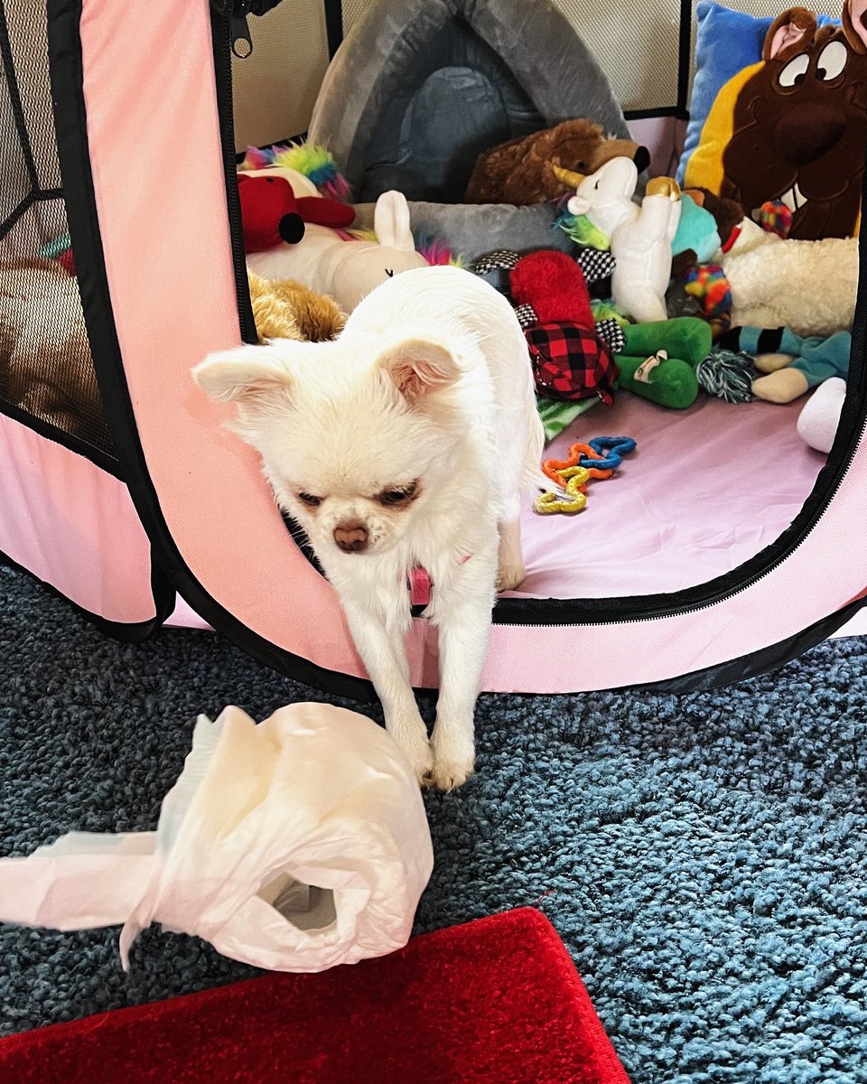 Jahnnalee's tweet photo. Somehow Starleena took off her lady diaper and put it on her head… she’s protesting for more fashionable panties 😂 #dogsoftwitter #funnydog #diapers https://t.co/vH8sp37dfJ